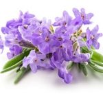 اسطوخودوس