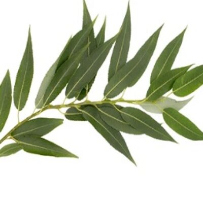 بید